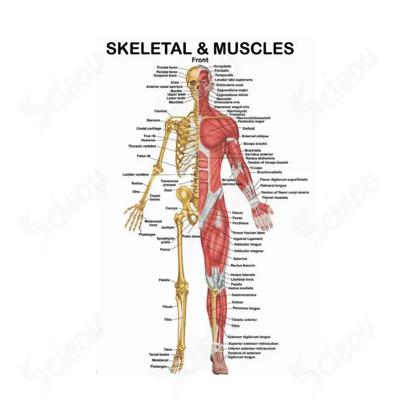 Póster educativo anatómico humano de alta calidad de PVC, póster de esqueleto y músculo de anatomía