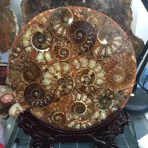 天然女王海螺贝壳菊石化石圆片水晶石装饰