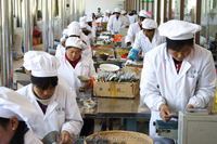 Thé minceur biologique chinois à marque privée, thé vert Chunmee certifié ISO, sans sucre, sans nicotine, boîte 411