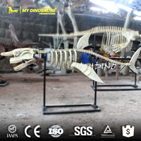 Esqueleto de Tiburón de Fibra de Vidrio a Tamaño Real My Dino AS017