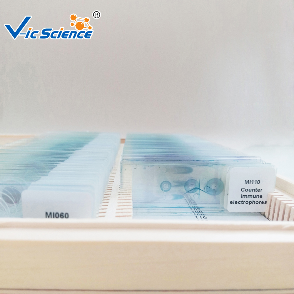 100 шт., микробиологические предметы