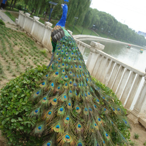 Decoración del hogar del tamaño grande Hobby Lobby plumas de pavo real - Product Image 3