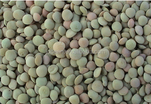 Nuovi Lenticchie Verdi Essiccate Cinesi - Product Image 5