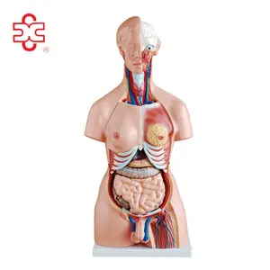 Model 204 85 cm tıbbi kukla iç organları İnsan vücudu
