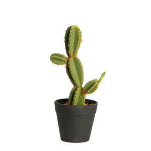 <span class=keywords><strong>Cactus</strong></span>, Decoración de casa de estilo moderno <span class=keywords><strong>cactus</strong></span> planta y succlents interior planta de <span class=keywords><strong>cactus</strong></span> - Product Image 1