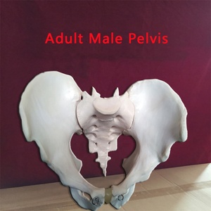 Medisch anatomisch <span class=keywords><strong>model</strong></span> van een volwassen mannelijk bekken, levensgroot menselijk bekkenbeenmodel. - Product Image 2