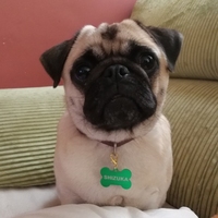 Tarjeta de identificación personalizada con logotipo de Mascota, etiqueta láser con nombre de gato y campana para perro