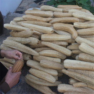 Spugna di Luffa 100% Naturale e Biodegradabile - Product Image 5