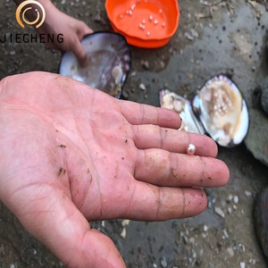 Coquille perlée échiquier, vente en gros, améthyste en perles, pour fête, vente de grossiste - Product Image 3