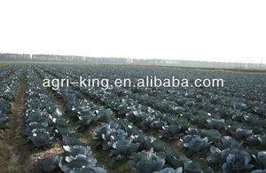 Xuất Khẩu Tươi Đỏ Trẻ Tím Bắp Cải Từ Trung Quốc - Product Image 6