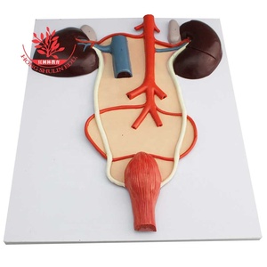 पशु हार्स पेट और हार्स गुर्दे गर्भाशय शरीर रचना विज्ञान मॉडल - Product Image 3