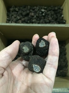 Detan <span class=keywords><strong>salvaje</strong></span> venta negro <span class=keywords><strong>trufa</strong></span> fresca - Product Image 5