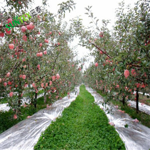 Film polyester métallisé en <span class=keywords><strong>aluminium</strong></span> réfléchissant <span class=keywords><strong>argent</strong></span>é Film plastique réfléchissant PE pour la couverture du sol des vergers - Product Image 6