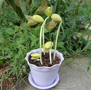 Oemplant kırmızı sihirli fasulye bitki büyüyen kelime mesaj fasulye için yenilik hediye - Product Image 4