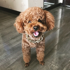 Collier de <span class=keywords><strong>chien</strong></span> charmant et cool en plastique plaqué or, collier de chaîne de luxe, accessoires pour animaux de compagnie, collier pour chiens et chats, vente en gros - Product Image 4