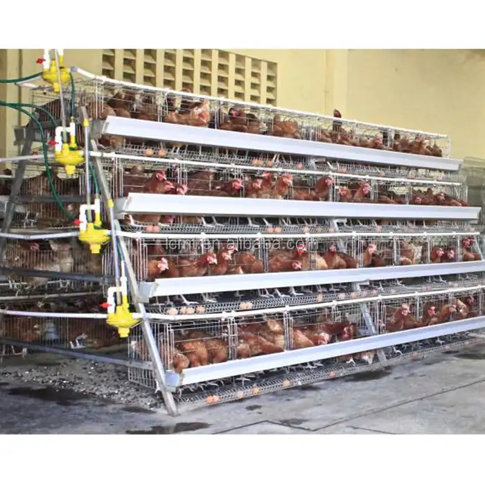 Equipo de cría de aves de corral, jaula de pollo de tipo a con sistema automático a la venta