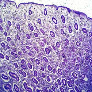 Portaobjetos de Microscopio de Vidrio para Biología, Histología Humana y Plancton de Agua Dulce, Preparados, a Bajo <span class=keywords><strong>Precio</strong></span> Hecho en China - Product Image 5