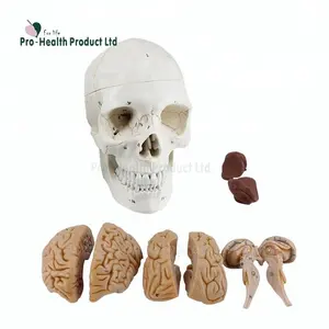 可拆卸式脑解剖成8部分模型的颅骨解剖模型
