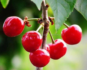 Gmp naturales acerola pintura en polvo soluble en agua de alta calidad/pintura en polvo jugo de acerola - Product Image 3