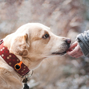 Fitcare PE805A Cảm Biến Không Dây Theo Dõi Hoạt Động Thông Minh Mắt Cá Chân <span class=keywords><strong>Pedometer</strong></span> - Product Image 5