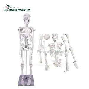 Manikin Medical Teaching Aids 45cm menschliches 3D-Skelettmodell