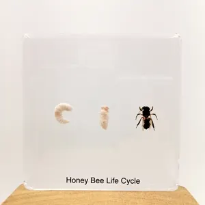 Life Cycle of Honey bee Real Insect Bug Egg 75*75*9mm Acrylic Specimens Educational Teaching Tool Toys