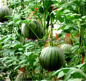 Made in China Poly Mesh <strong>Net</strong> Packing Bag <strong>for</strong> Fresh Fruit <strong>apple</strong> Orange Pear <strong>Net</strong> Mesh Fruit <strong>Packaging</strong> Bags - Product Image 5