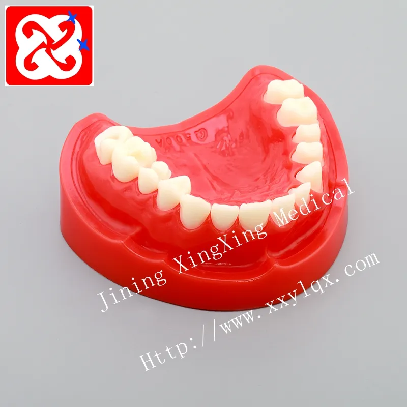 Lower mandible prepared teeth dental model for demonstration study model for preparation