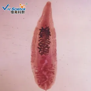 Y tế ký sinh trùng kính hiển vi chuẩn bị slide, ký sinh trùng y tế Slide parasitology chuẩn bị Slide 100 pcs