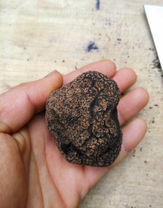 Detan Negro <span class=keywords><strong>salvaje</strong></span> tubérculo unicinatum trufas negro - Product Image 4