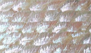 Tasarım tırnak dekorasyon kağıdı (abalone kabuk malzeme) - Product Image 6