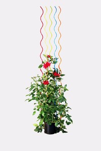 Support en spirale pour plante de <span class=keywords><strong>tomate</strong></span> - Product Image 5