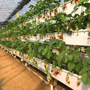 commercial strawberry hydroponic growing systems indoor