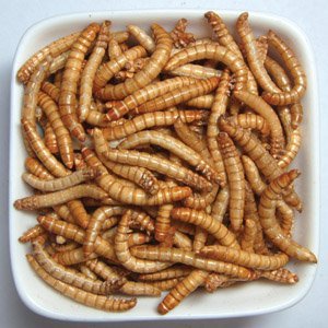 Mangime ad Alto Contenuto Nutritivo per Uccelli e Pesci, Larve di Tarme Essiccate - Product Image 3