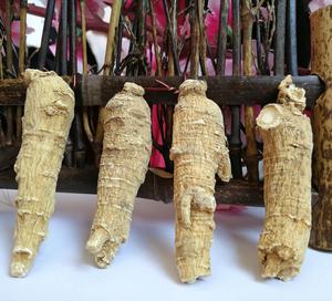 Xi yang shen Secca nuovo havested canadese grezzo ginseng per il tè - Product Image 5