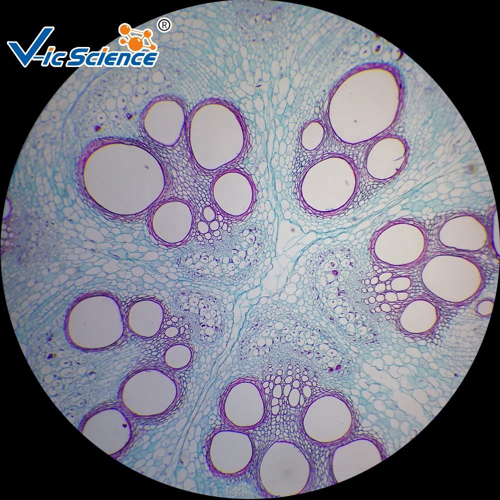 Planta slides botânica biologia slides botânica microscópio slide cebola  bulbo epiderme w.m, image size:1000x1000