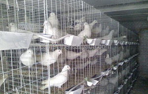 Gabbia per Allevamento Piccioni da Corsa a 32 Celle, Attrezzatura per Piccioni a 24 Celle HJ-PC32 - Product Image 6