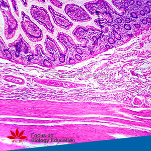 Individuelle Objektträger zur Auswahl aus dem Set Humanen Histologie-Gewebeobjektträger, Histologie-Gewebeobjektträger - Product Image 6