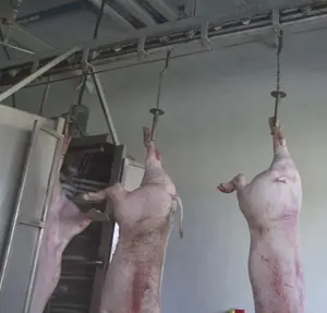 automatic slaughter produce line of pig abattoir equipment 200 head per day