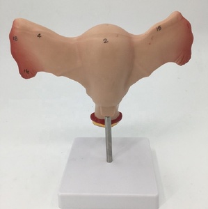 <span class=keywords><strong>Uterus</strong></span> dissektion modell Puppen typ - Product Image 5