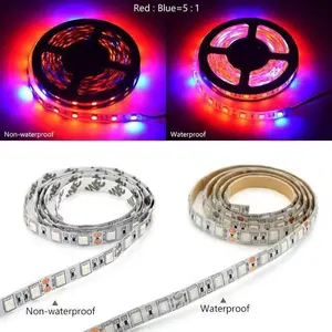 Tanaman Led Tumbuh Cahaya Spektrum Penuh LED Strip Bunga Lampu Phyto 5M 4:1 Merah Biru untuk Rumah Kaca Hidroponik