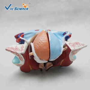 Modelo <span class=keywords><strong>de</strong></span> Enseñanza <span class=keywords><strong>de</strong></span> Anatomía Humana <span class=keywords><strong>de</strong></span> Ciencias Médicas, Modelo Educativo Anatómico <span class=keywords><strong>de</strong></span> Próstata Masculina - Product Image 6