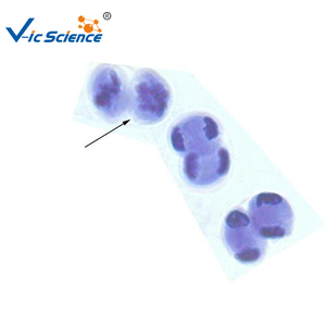 Juego de Portaobjetos Preparados para <span class=keywords><strong>Microscopio</strong></span>, Portaobjetos de Meiosis de <span class=keywords><strong>Cebolla</strong></span> Vegetal, para Botánica Escolar - Product Image 6
