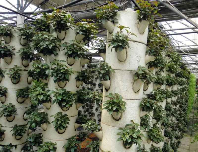 La tecnología moderna sin suelo cultura se aplican en el invernadero para verduras de plantación