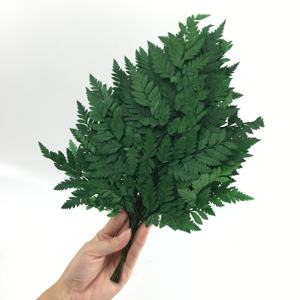 Véritable Polypodiopsida vert préservé feuilles de <span class=keywords><strong>fougère</strong></span> pour toujours plantes pour la décoration de la maison élégant Polypodiophyta Foliages - Product Image 1