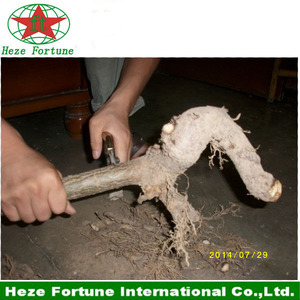 comprar el 99% sobrevive fuerte paulownia adaptabilidad raíz shan tong - Product Image 3