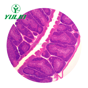 Leber histologie vorbereitet objektträger mit CE zertifikat - Product Image 3