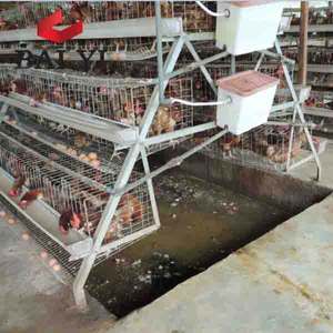 Bâtiment d'élevage de poulets, <span class=keywords><strong>poulailler</strong></span> pour <span class=keywords><strong>poules</strong></span> pondeuses au Nigéria - Product Image 5