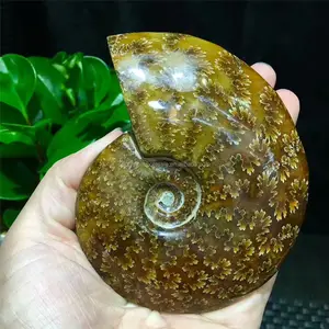 Fósilos ammonite de caracol natural, enfeite em cristal