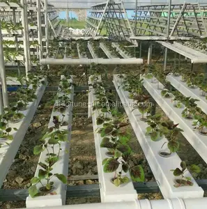Hydroponics Trough and Gutter Growing System for Greenhouse Production